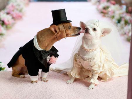 tmi dog-wedding